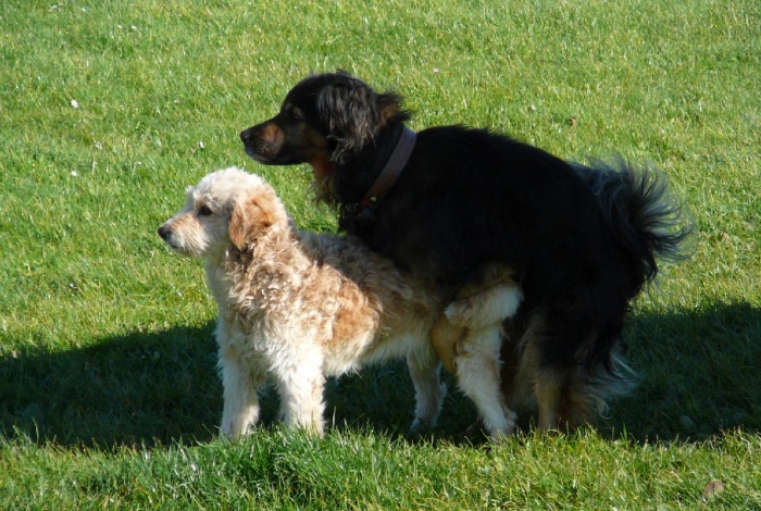 Karel praotec pes alias Von Bahnhof image 3