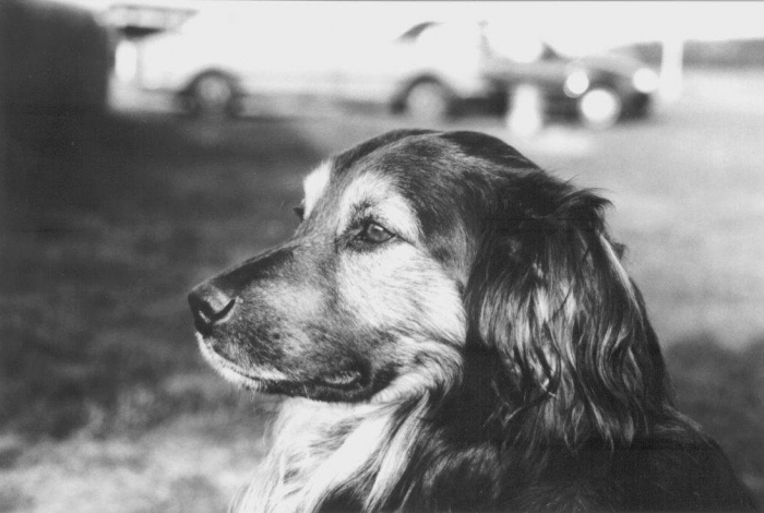 Karel praotec pes alias Von Bahnhof image 9