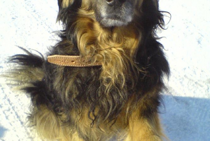 Karel praotec pes alias Von Bahnhof image 10