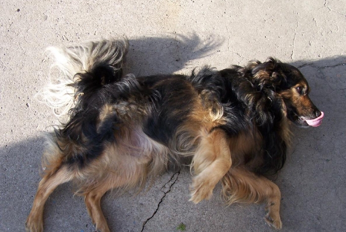 Karel praotec pes alias Von Bahnhof image 4