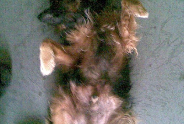 Karel praotec pes alias Von Bahnhof image 5