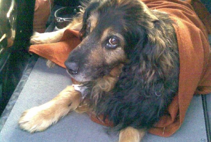 Karel praotec pes alias Von Bahnhof image 7