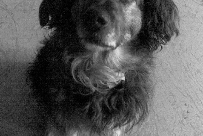 Karel praotec pes alias Von Bahnhof image 8